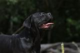 CANE CORSO 1469
